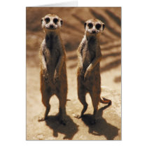 Meerkat cards cards