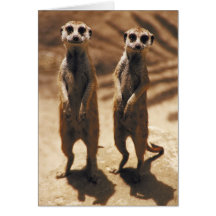 Meerkat cards