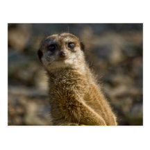 Meerkat Carte Postale