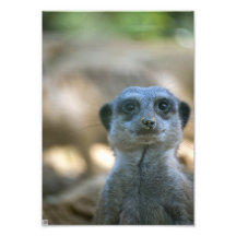Meerkat drôle photographie d’art