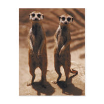 Meerkat Duo Post Card