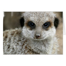 Meerkat Face Greeting Card