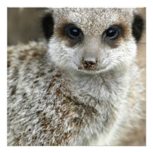 Meerkat Face Invitations