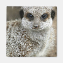 Meerkat Face Magnet
