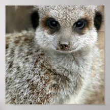Meerkat Face Poster Print