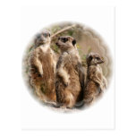 Meerkat Family Postcard