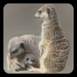 meerkat family stickers