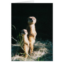 Meerkat Friends Greeting Card