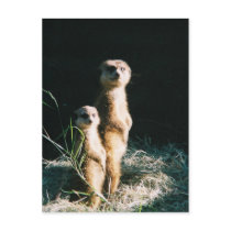 Meerkat Friends Post Card