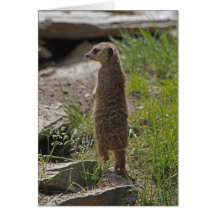 Meerkat Greeting Card
