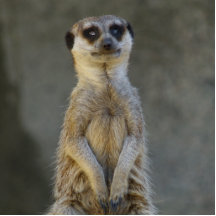 Meerkat Guard Photo Sculpture