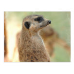 Meerkat Guard Postcard