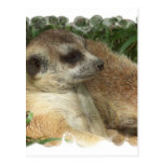 Meerkat Habitat Postcard