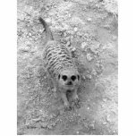 Meerkat looking up from ground photograph pic photo sculpture