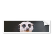 Meerkat Lookout Bumper sticker