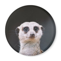 Meerkat Lookout Fridge Magnets