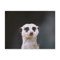 Meerkat Lookout Postcards