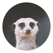 Meerkat Lookout round sticker