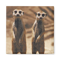 Meerkat magnet