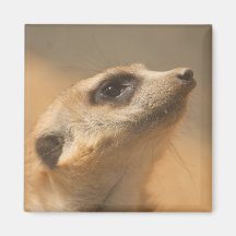 Meerkat Magnets Pour Réfrigérateur