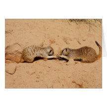 Meerkat Manor Mischief Cards