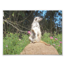 Meerkat Photograph