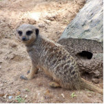 Meerkat photograph against log and sand photo cutout