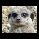Meerkat postcards