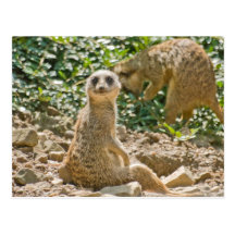 Meerkat Postcard