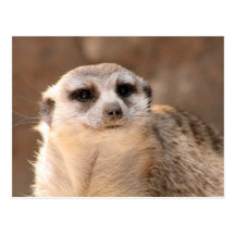 Meerkat Postcard はがき