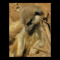 Meerkat poster posters
