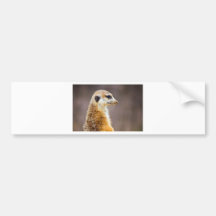 Meerkat profile bumper sticker