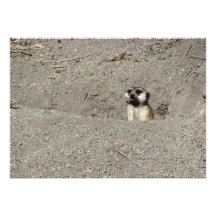 Meerkat sautant la photographie faire-parts