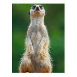 Meerkat Sentry  Postcard