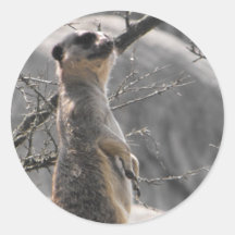 Meerkat Sticker