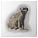 meerkat tiles
