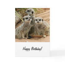 Meerkats on the lookout