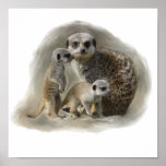 meerkats poster