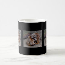 Meerkats somnolent tasse