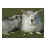 Meeting of the Rabbits - Giant Angora Rabbit Card