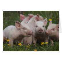 Meeting of the Three Little Pigs Greeting Card
