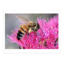 Melaluca wilsonii with Honey bee Post Card