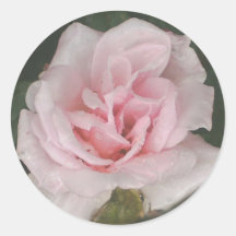 Melancholy Pink Rose Round Sticker