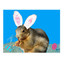 Melvin Cottontail Postcard
