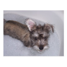 Melvin's Bath Time Post Card