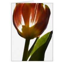 Memorable Tulip Card