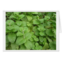 Menthe Cartes De Vœux