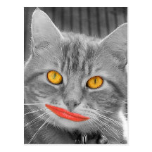 Meow Carte Postale
