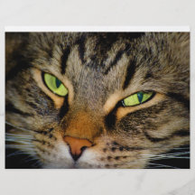 Meow Flyer Design