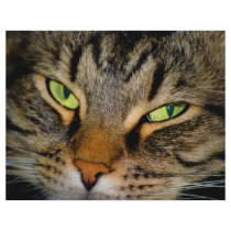 Meow Customized Letterhead